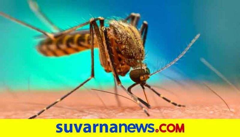 Dengue Cases Reported in Dakshina Kannada Amid Covid 19 hls