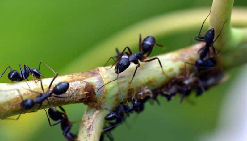 simple tips to remove ants from house in tamil mks