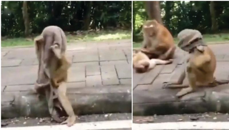 monkey wears cloth as mask with full swag in viral video twitter is in splits