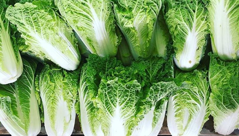 how to grow Chinese cabbage