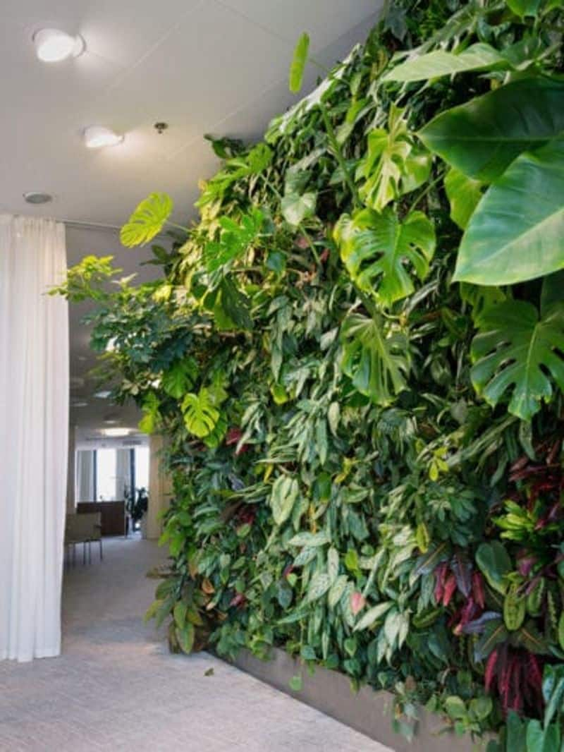 vertical garden in home