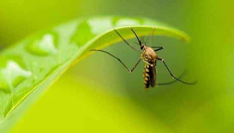 Mosquito menace: Dengue prevention efforts stifled by coronavirus pandemic