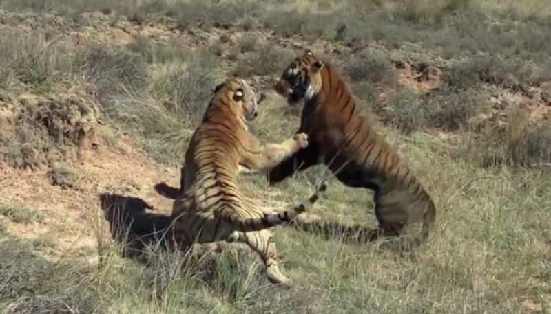 A Brutal Fight Between Two Tigers