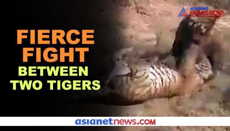 Video of fierce battle between two tigers in South Africa goes viral