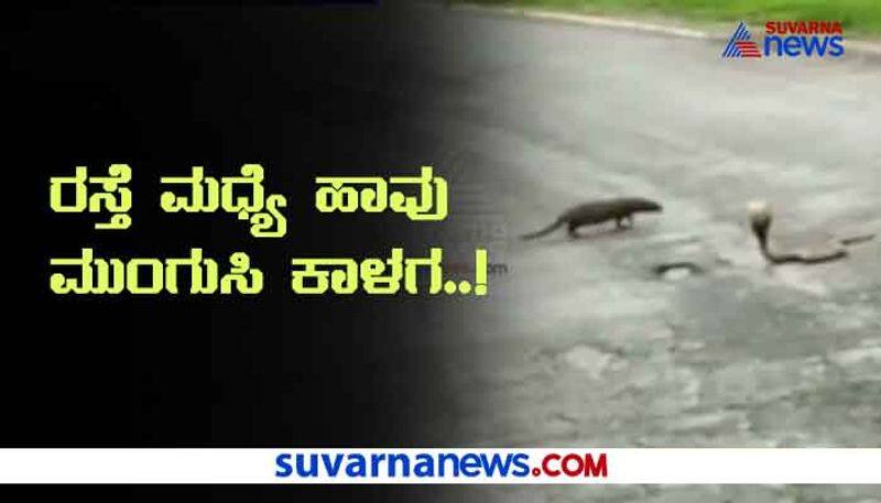 Snake Mangoose Fight in Sirsi Hubballi Highway