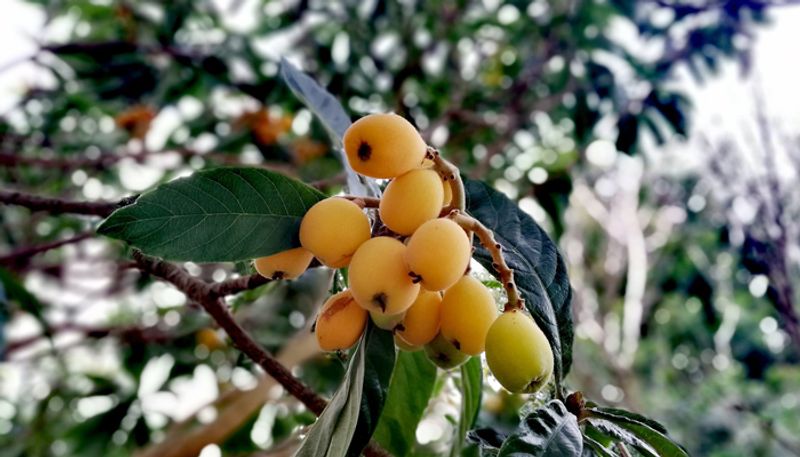 how to grow loquat