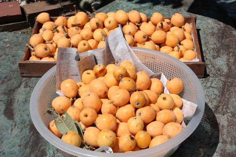 how to grow loquat