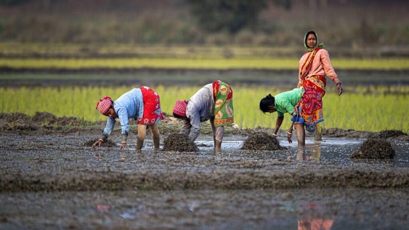 Bank Did Not Give Incentives to Farmers in Koppal District