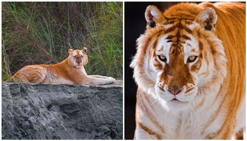 India is also the home of a Golden Tiger that too the only one recorded in the entire world in this century