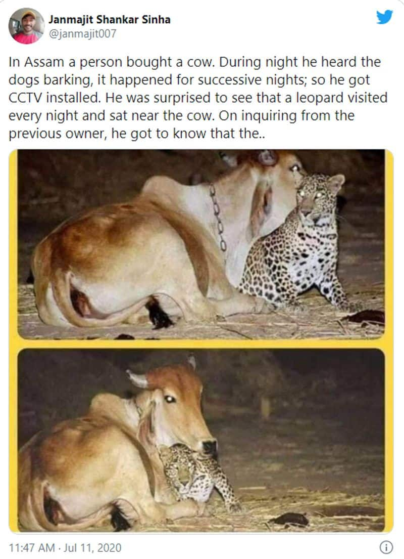 cow and leopard love story truth revealed