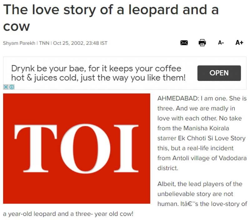 cow and leopard love story truth revealed