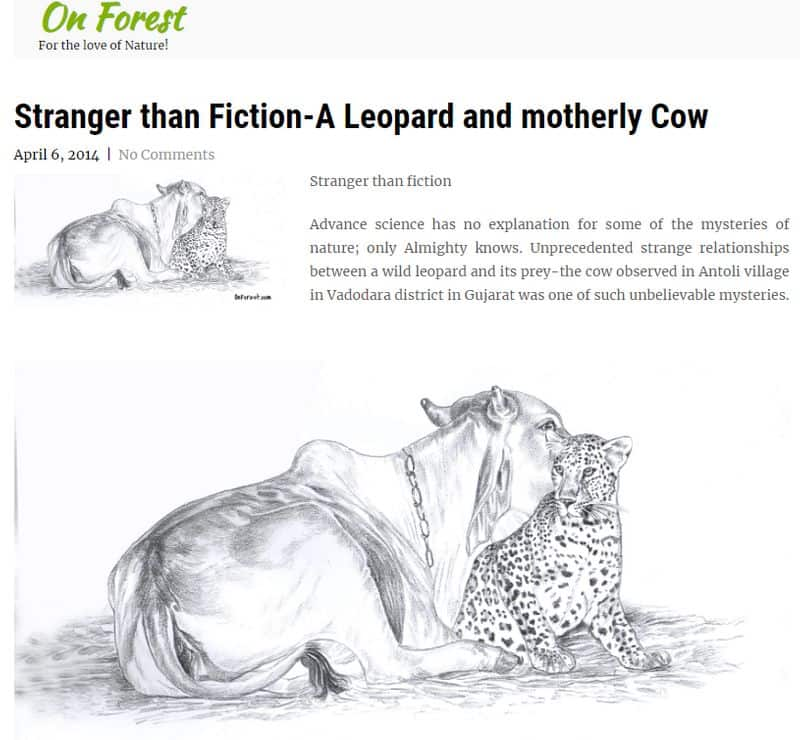 cow and leopard love story truth revealed