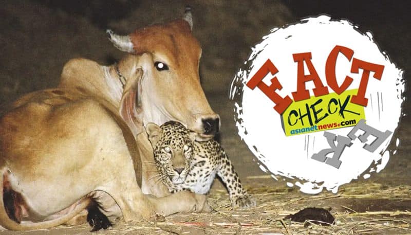 cow and leopard love story truth revealed