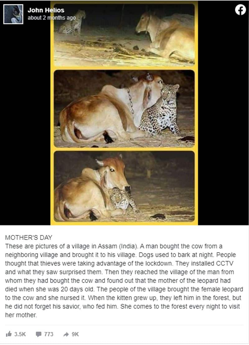 cow and leopard love story truth revealed