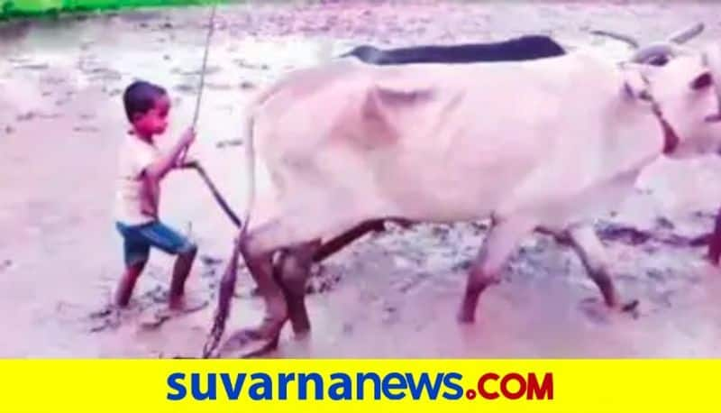 5 year old boy Plowing in paddy field at karwar