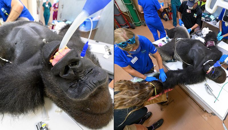 Coronavirus 196kg gorilla 'Shango' undergoes COVID-19 test in Miami