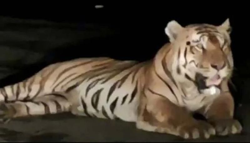 Tiger Halts Traffic On Madhya Pradesh Flyover