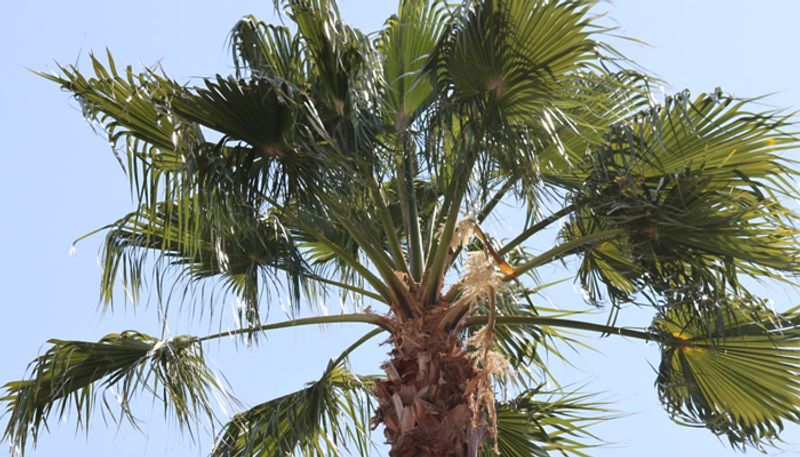 cabbage palms tree how to care