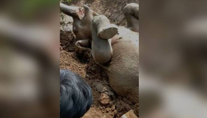 চা বাগানে ঢুকে নালা পড়ল হস্তিশাবক, স্থানীয়দের তৎপরতায় বাঁচল প্রাণ