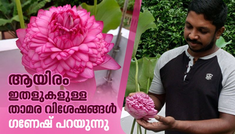 thousand petal lotus in ganesh ananthakrishnan's garden