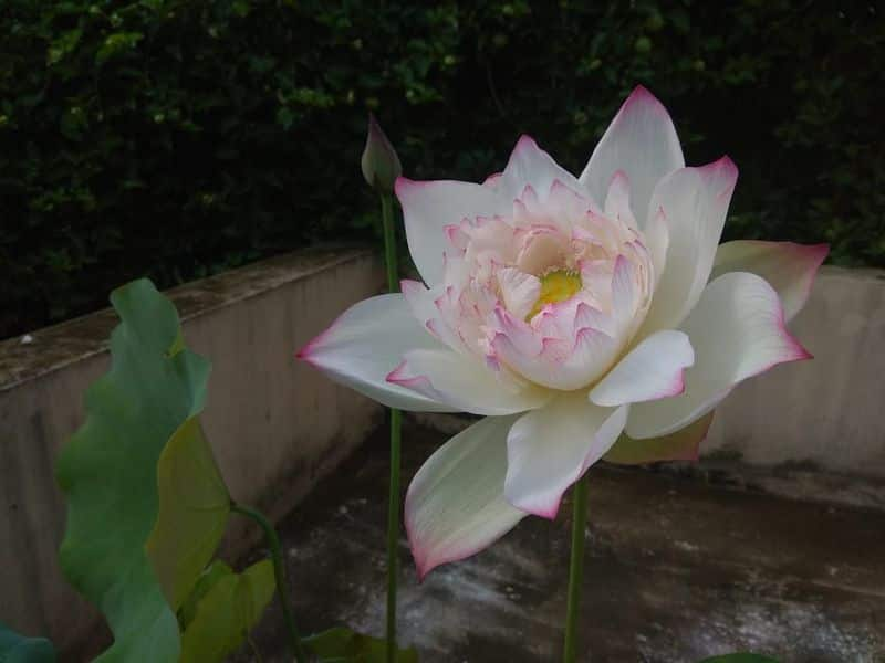 thousand petal lotus in ganesh ananthakrishnan's garden