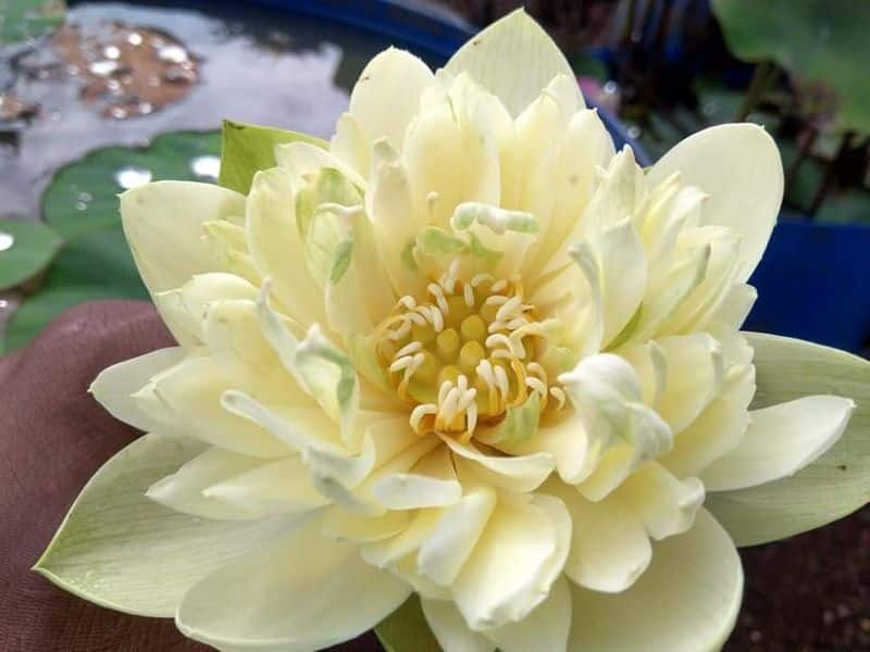 thousand petal lotus in ganesh ananthakrishnan's garden