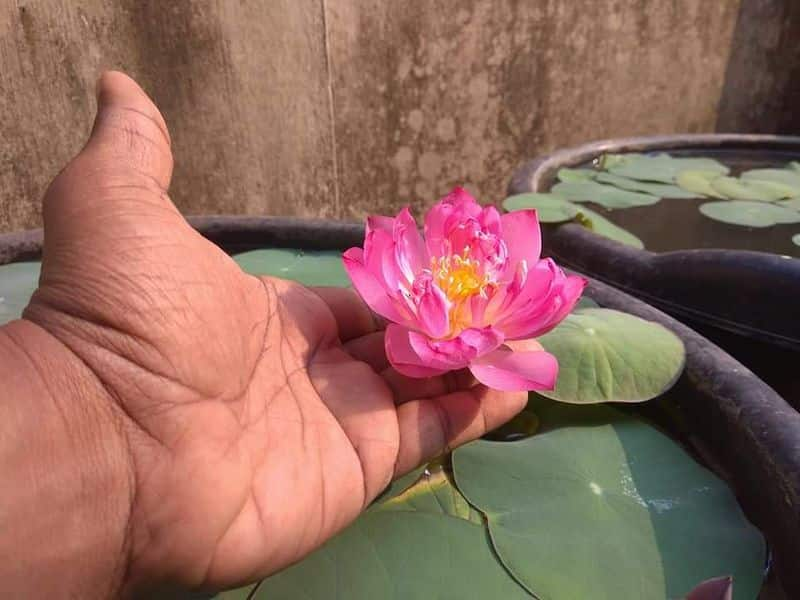 thousand petal lotus in ganesh ananthakrishnan's garden