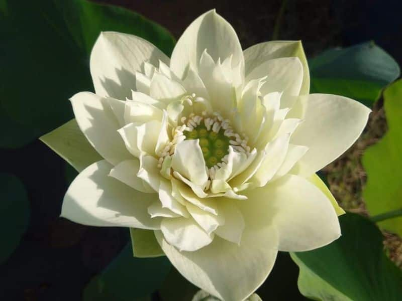 thousand petal lotus in ganesh ananthakrishnan's garden