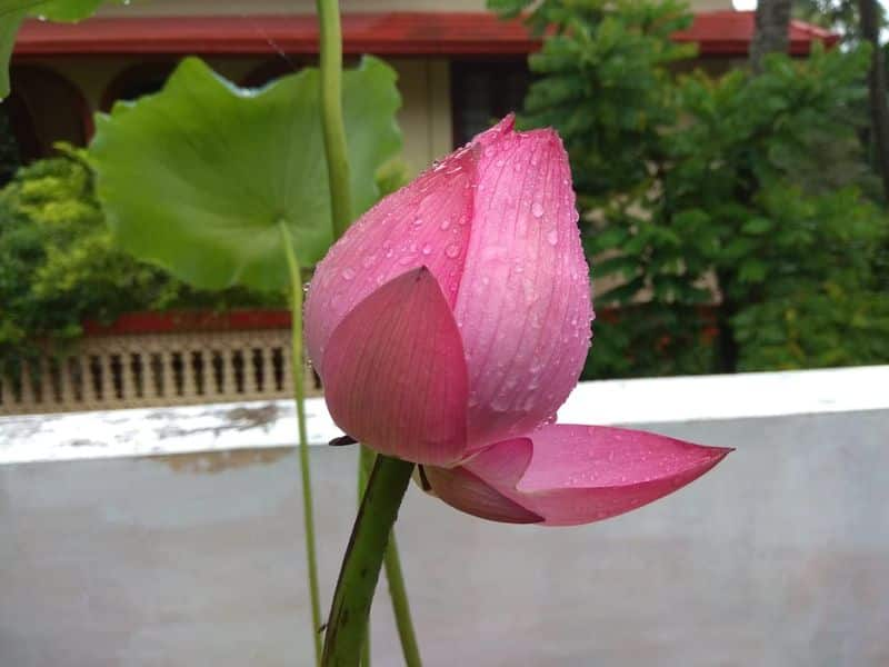 thousand petal lotus in ganesh ananthakrishnan's garden