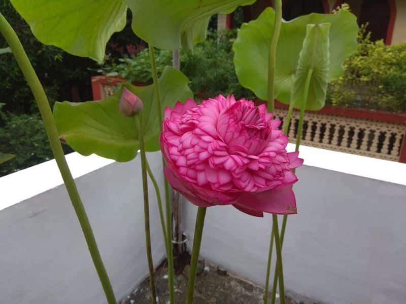 thousand petal lotus in ganesh ananthakrishnan's garden