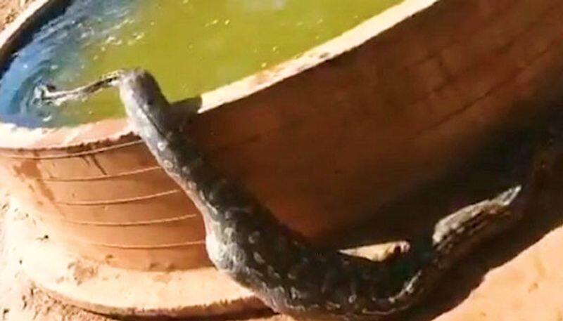 Watch Python takes bath by itself after heavy meal