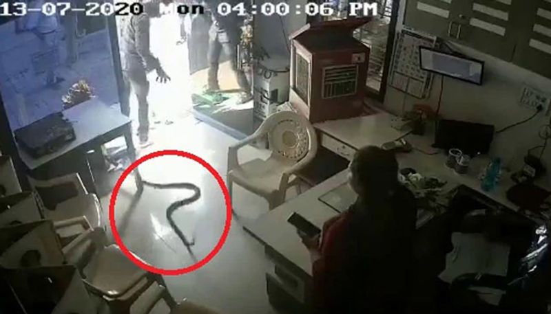 Shocking CCTV Footage Shows Maharashtra Man Releasing Snake At Petrol Pump