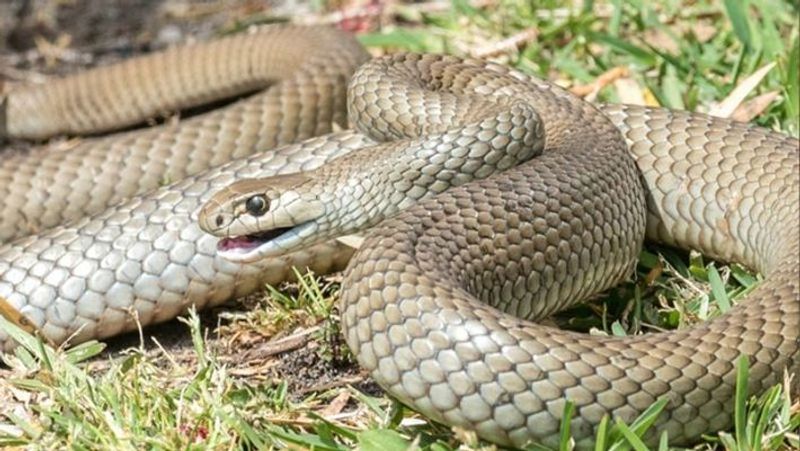 6 agriculuture labourers hospitalised for snake bite in Krishna district