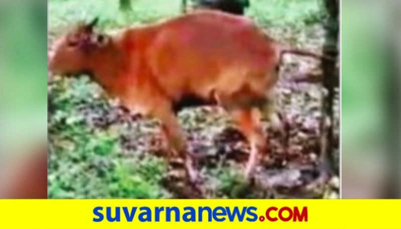 Wild vine holds Cow tail in Uttarakannada