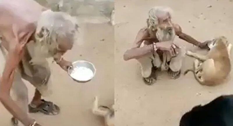 viral video beggar feeds street dogs his plate