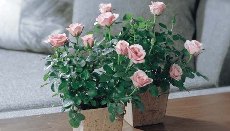 how to grow miniature roses indoor