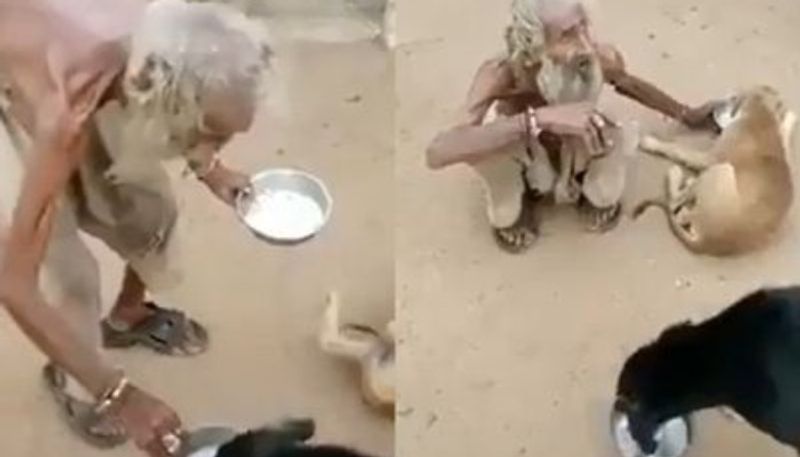 beggar feed street dogs from his plate in viral video