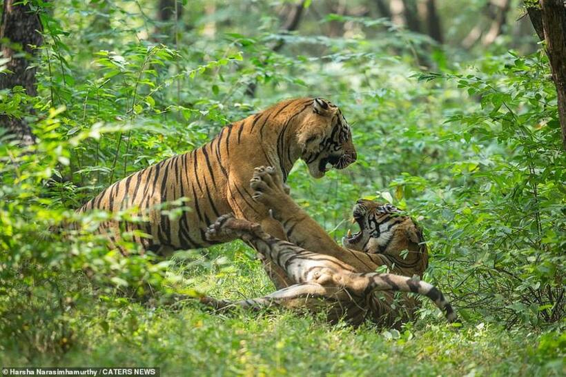 Mahindra Thar, Scorpio among 19 SUVs seized for entering prohibited area of Ranthambore National Park