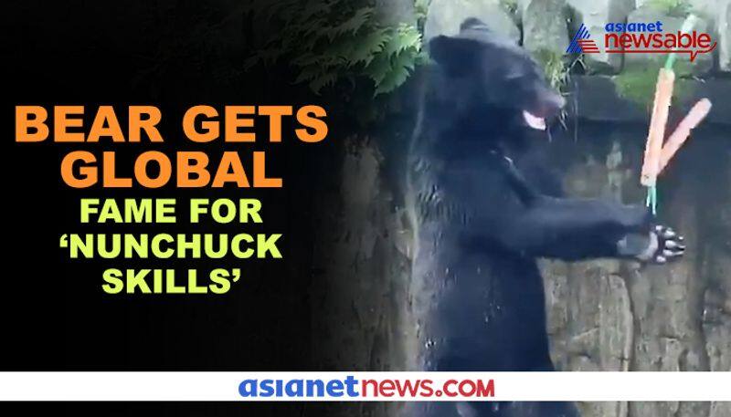 Bear shows off 'nunchuck skills'; video surprises netizens