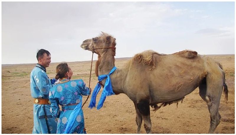 camel who trekked alone to find its former owners after being sold to another family