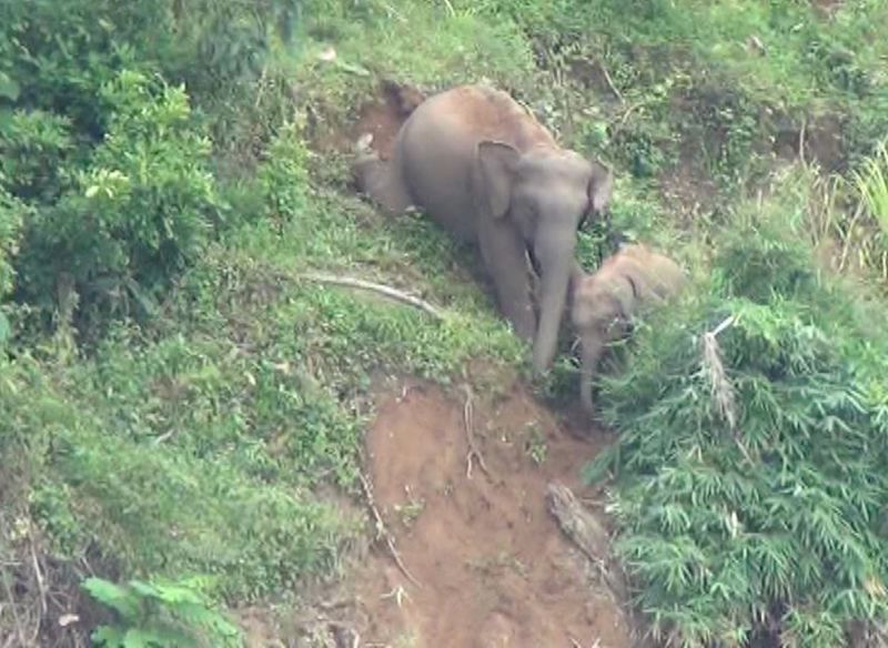 pregnant Elephant Died in Madikeri Estate