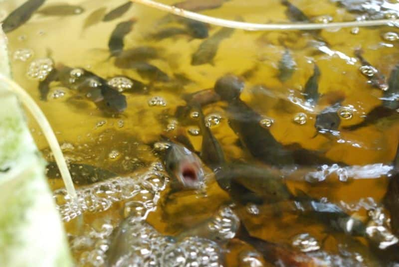 tilapia in aquaponics system