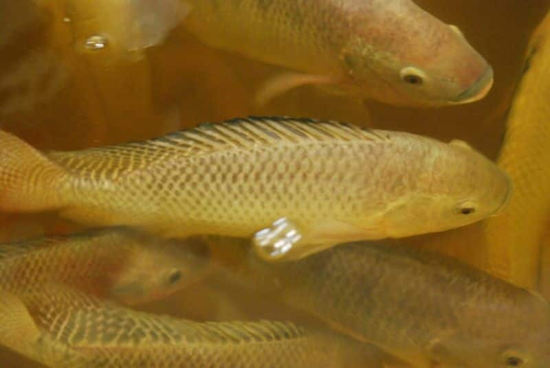 tilapia in aquaponics system