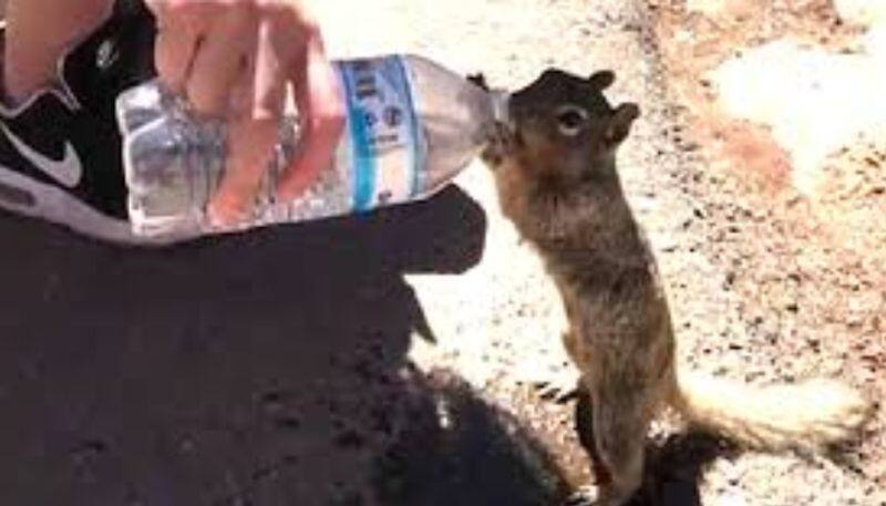 squirrel asking water from man