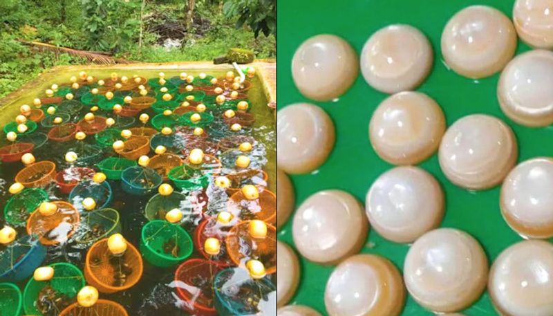 Meet Kerala farmer who cultivates pearls for a living