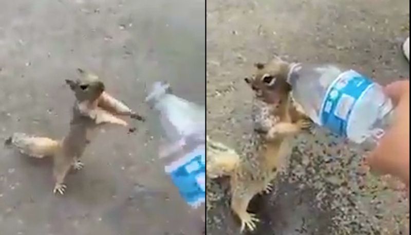 Watch Thirsty squirrel asks for water video melts netizens hearts