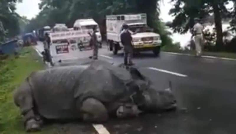 Tired Rhino Sleeps On Road At Flood in asssam