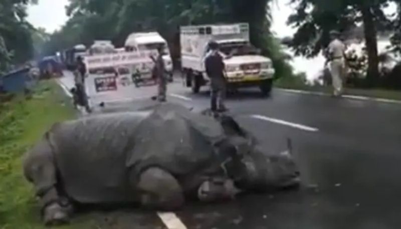 Tired Rhino Sleeps On Road At Flood in asssam