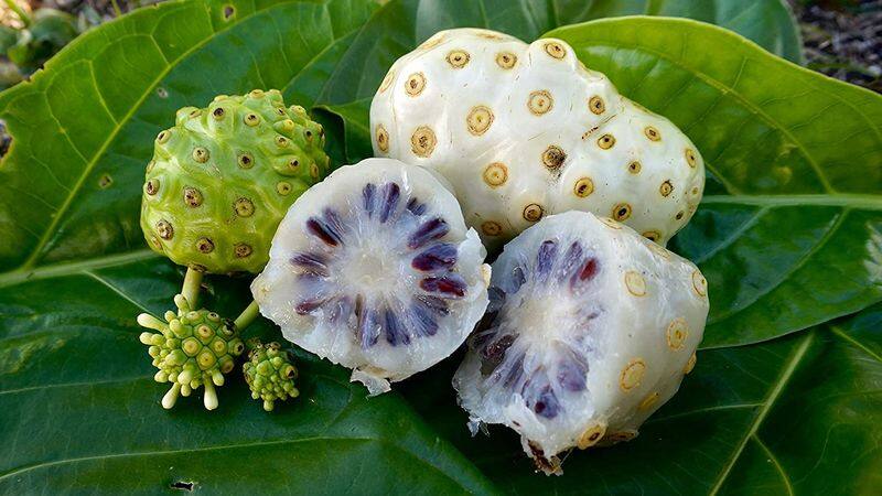 amazing health benefits of noni fruit in tamil mks