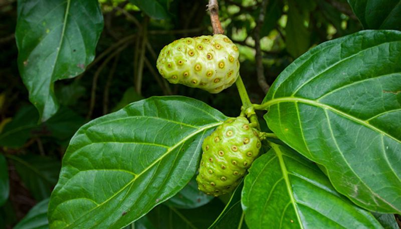 how to grow noni fruit